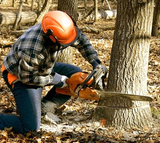 Tree Removal in Benton, MS